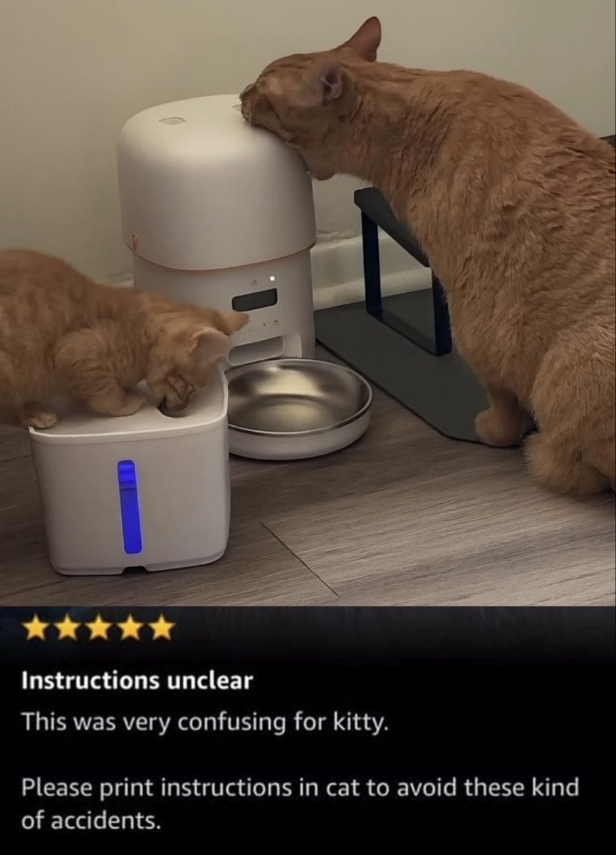 cat memes (@hardcatmemes) on Twitter photo 