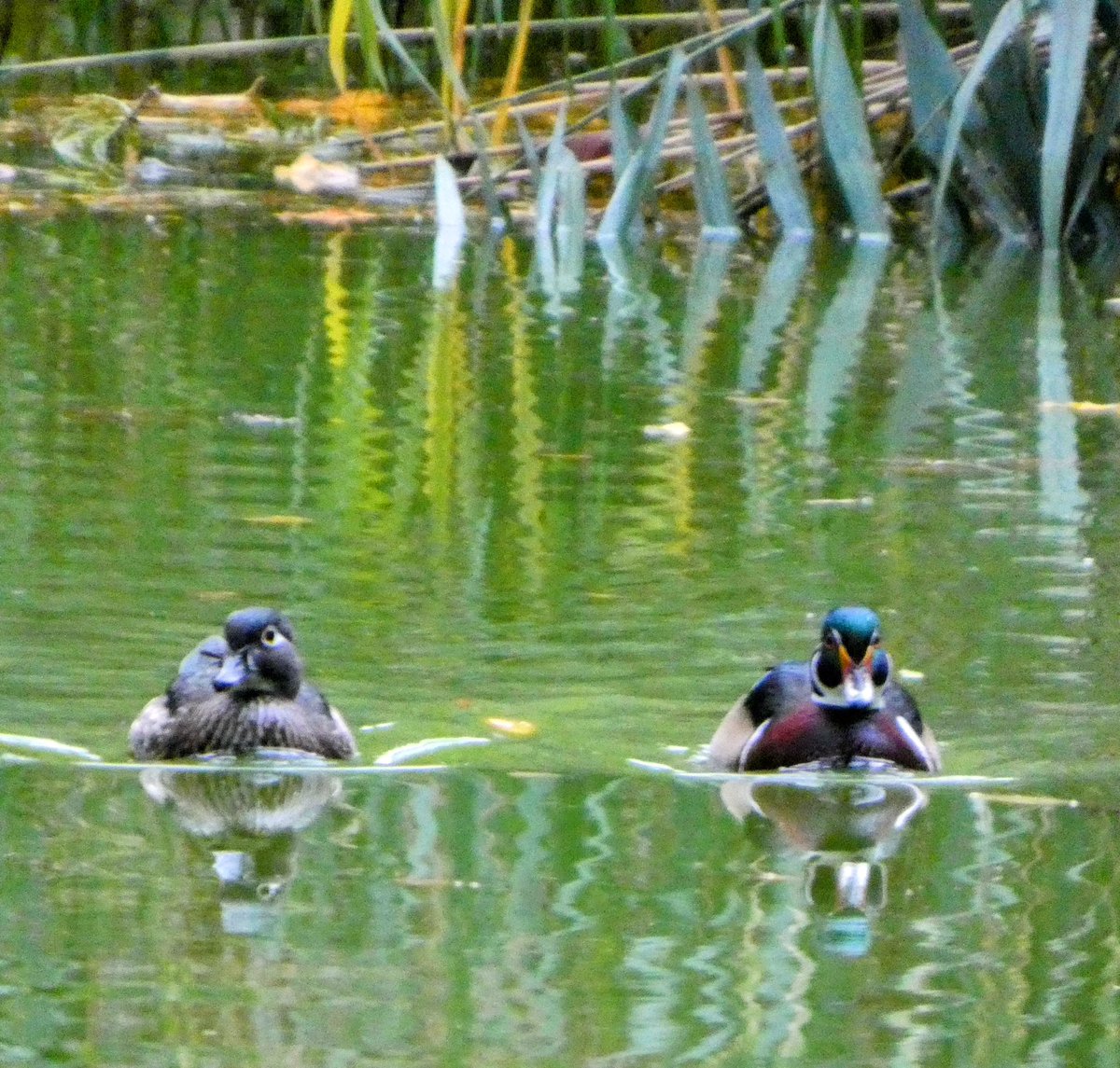 theaterlover1's tweet image. Wood ducks Tuesday in @CentralParkNYC #BirdTwitter #BirdsSeenIn2025  #birdcpp