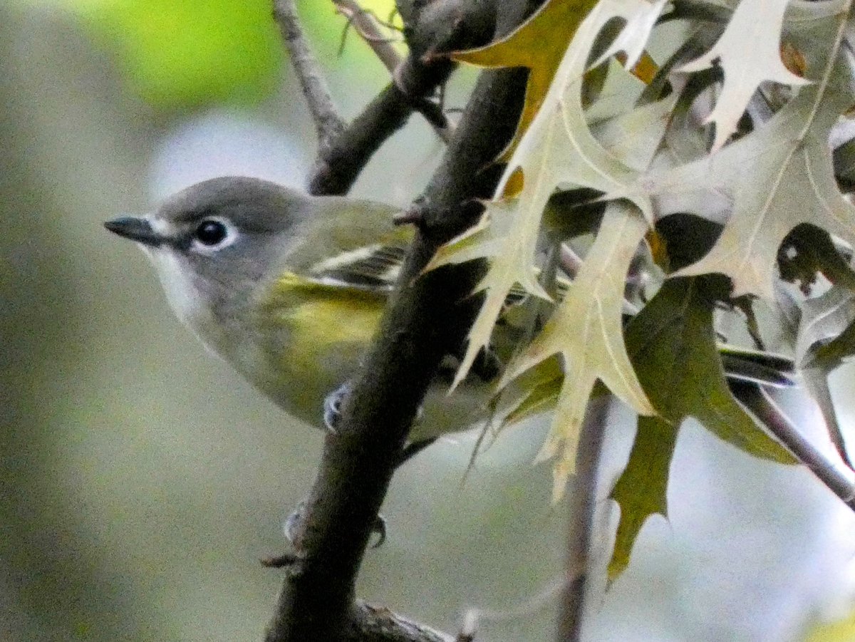 theaterlover1's tweet image. Blue headed vireo Tuesday in @CentralParkNYC #BirdTwitter #BirdsSeenIn2025  #birdcpp