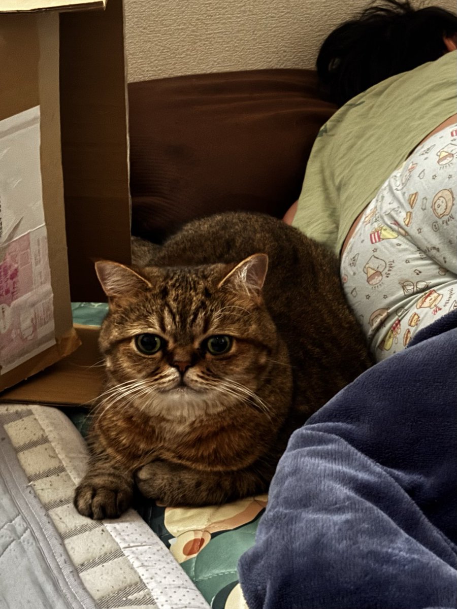 次男坊のおしりで暖をとるモペットちゃん。
早朝は少し寒いからね。