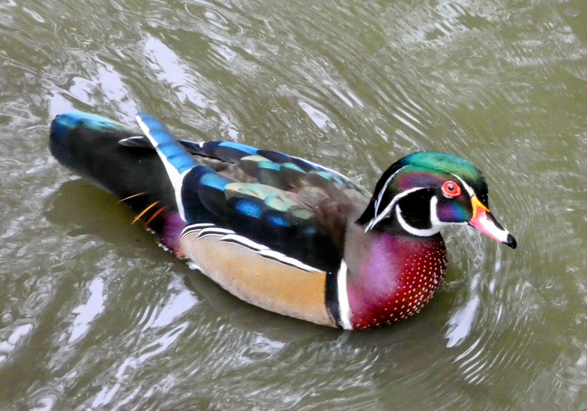 theaterlover1's tweet image. Wood duck Tuesday in @CentralParkNYC #BirdTwitter #BirdsSeenIn2025  #birdcpp