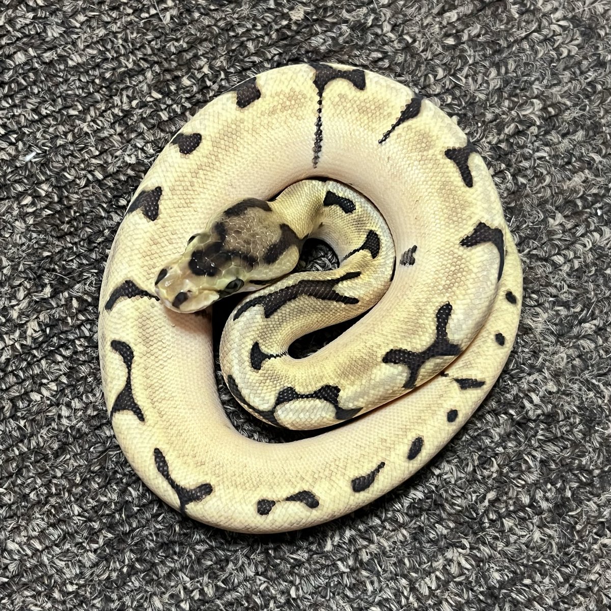 Ballpython_JP's tweet image. 参考画像
リデュースモハベスパイダー
2024年 CB
過去一番リデュース表現が顕著に導けた個体です
ブラックバッグ形質を導く為の因子としては逆に逸脱し過ぎちゃったかな...と思いリリースしましたが、
今は、ちょっと後悔しています😂
#ボールパイソン