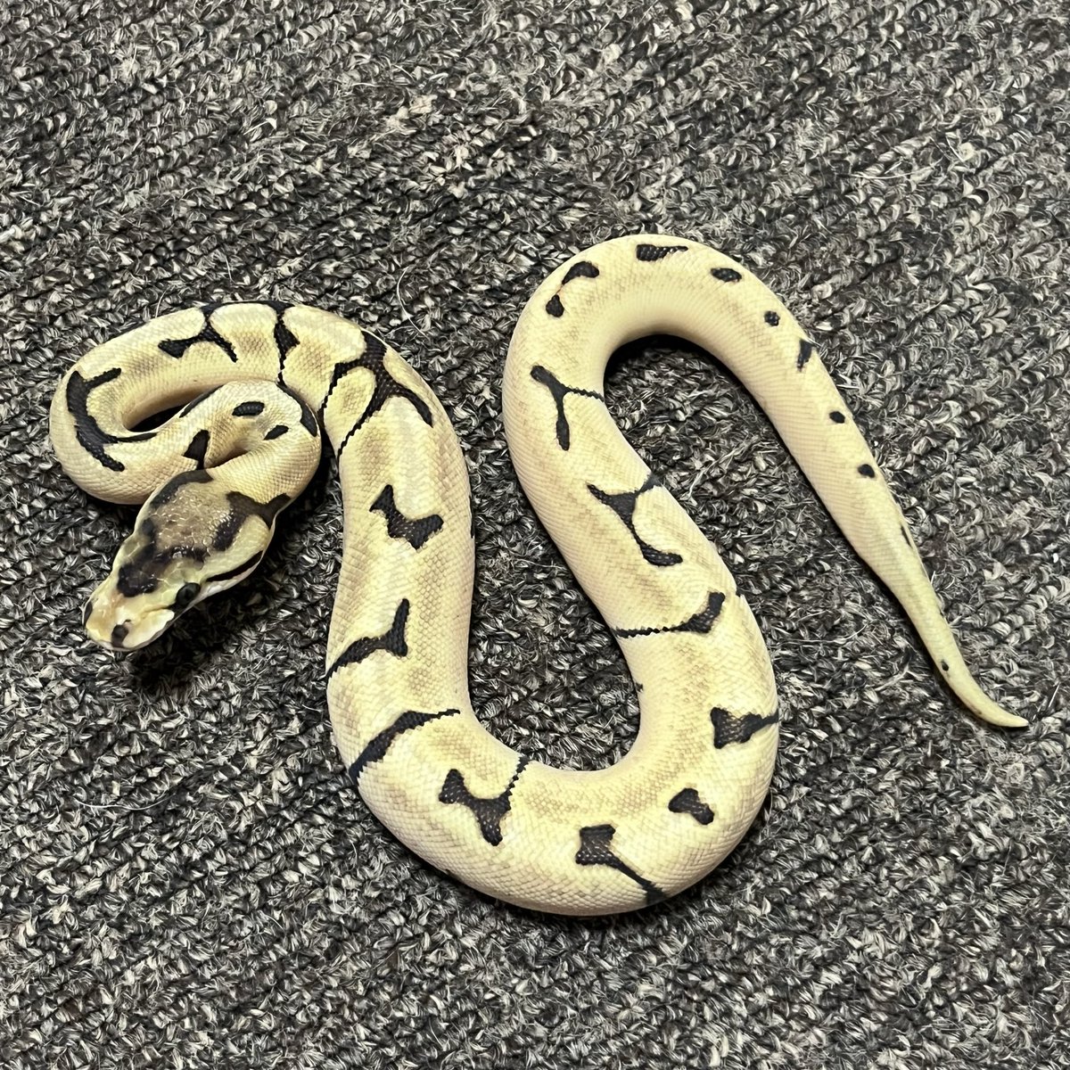Ballpython_JP's tweet image. 参考画像
リデュースモハベスパイダー
2024年 CB
過去一番リデュース表現が顕著に導けた個体です
ブラックバッグ形質を導く為の因子としては逆に逸脱し過ぎちゃったかな...と思いリリースしましたが、
今は、ちょっと後悔しています😂
#ボールパイソン