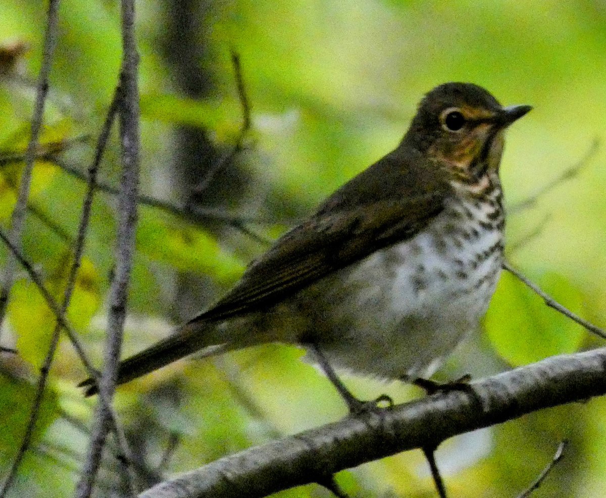 theaterlover1's tweet image. Hermit &amp;amp; Swainson’s thrushes Tuesday in @CentralParkNYC #BirdTwitter #BirdsSeenIn2025  #birdcpp