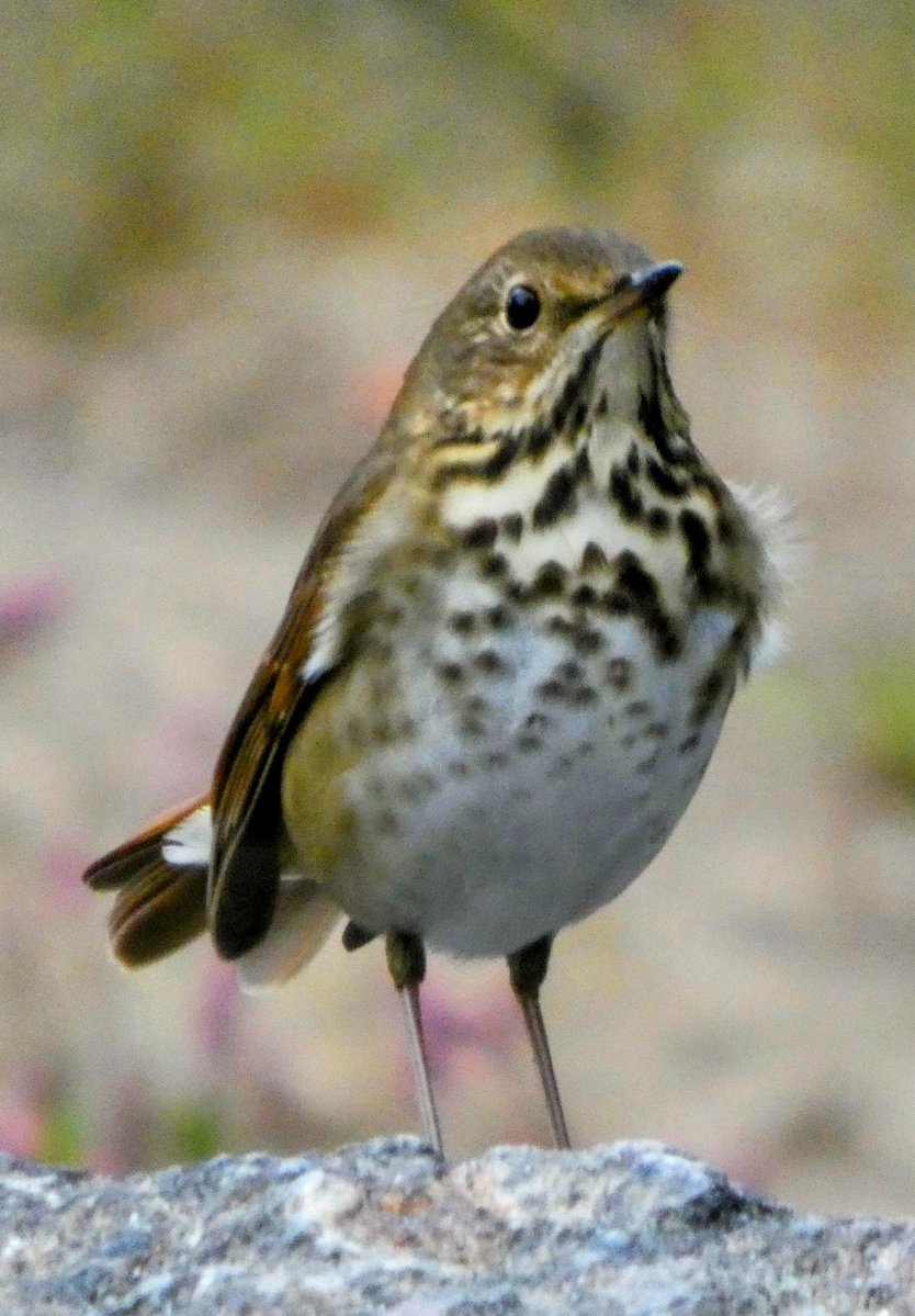 theaterlover1's tweet image. Hermit &amp;amp; Swainson’s thrushes Tuesday in @CentralParkNYC #BirdTwitter #BirdsSeenIn2025  #birdcpp