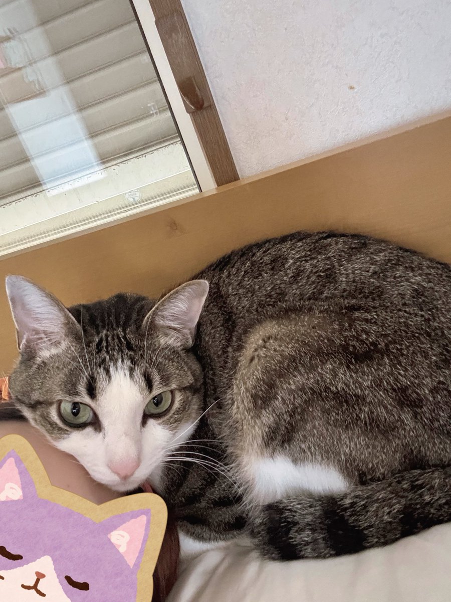 体めり込ませる勢いでくっついてくる。