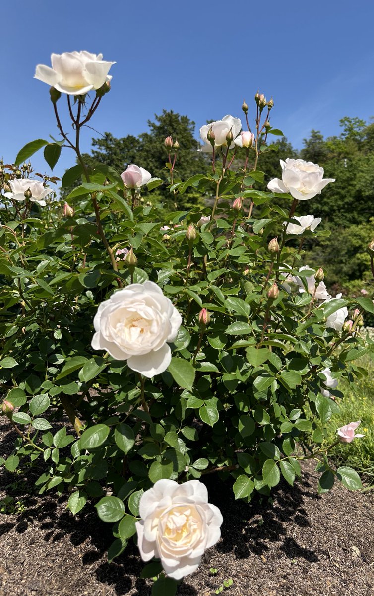 ☀️🌈🍀💚กูดมอสายยย ไฮอียย์ อรุณสวัสดีวันพุธงับ♡ <a href="/peckpalit/">Peck Palit</a>  <a href="/Palit_Official/">PeckPalitOfficial</a> ♡สุดหล่อตื่นแล้วหลออ วันพุธกลางสัปดาห์อีกแล้ว เช้านี้เฮียเป็นอย่างไรบ้าง ตื่นมาอย่างสดชื่นแจ่มใสแฮปปี้ดีรึปล่าว ขอให้เป็นวันที่ดีดีดี มีความสุข  ราบรื่น สดใส ปลอดภัย