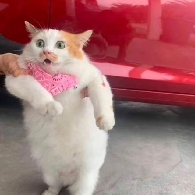PunchingCat's tweet photo. https://t.co/TMo7aBe7Sq
