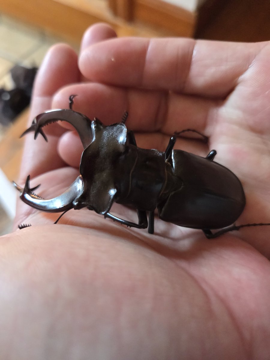 クワ品♡ クワカブテラリウムラボ (@S3yZgmppIrAIELn) / Posts / X