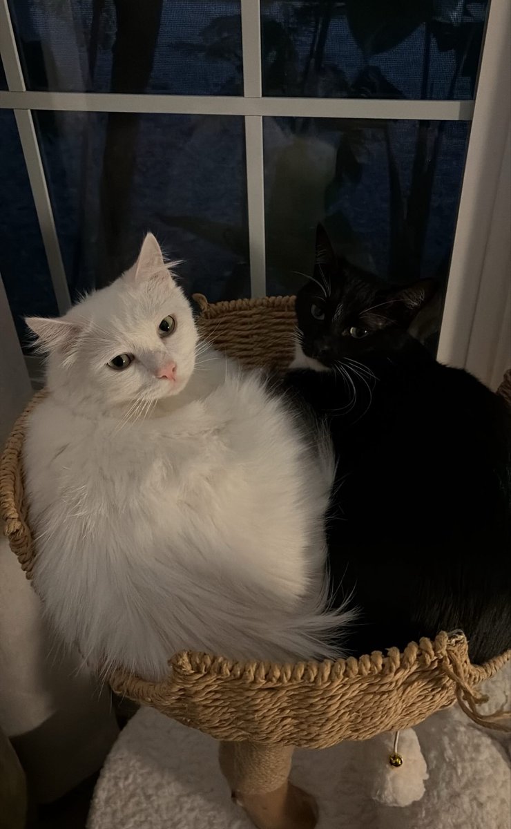 Amira Elfeky (@amiraelfekyy) on Twitter photo 