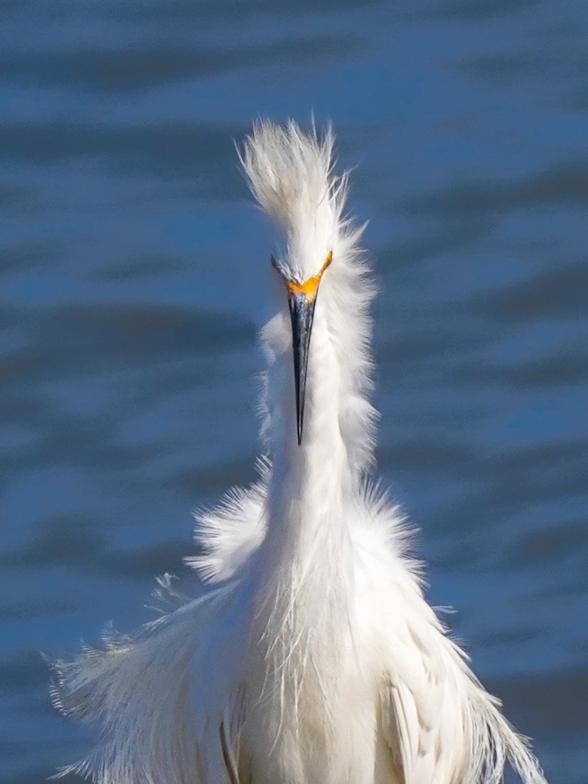 martimcu's tweet photo. 📸 Retrato en blanco...y azul. 
🪶Garceta nívea (Egretta Tula) 
.
#by_m2cu #AvesDelPerú #birdstagram #birdportrait #wildlifephotography #birdwatching #birdphotography #wildbird #birdlovers #naturephotography #photographylovers #igers #igersPerú #igersLima #EgrettaThula #Garceta https://t.co/MdtEdQbDqd