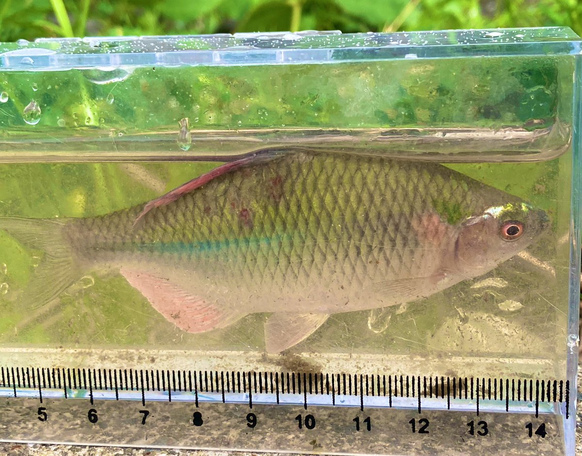 産卵活動お疲れ様
#カネヒラ　#タナゴ釣り