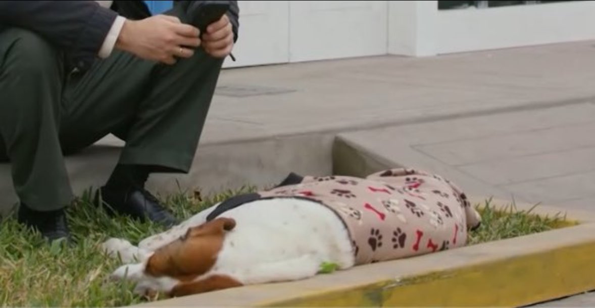 Lo mejor del capítulo de hoy fue Panchito y su cameo. No pienso discutirlo 🤨🫵🏻 #eresmibien