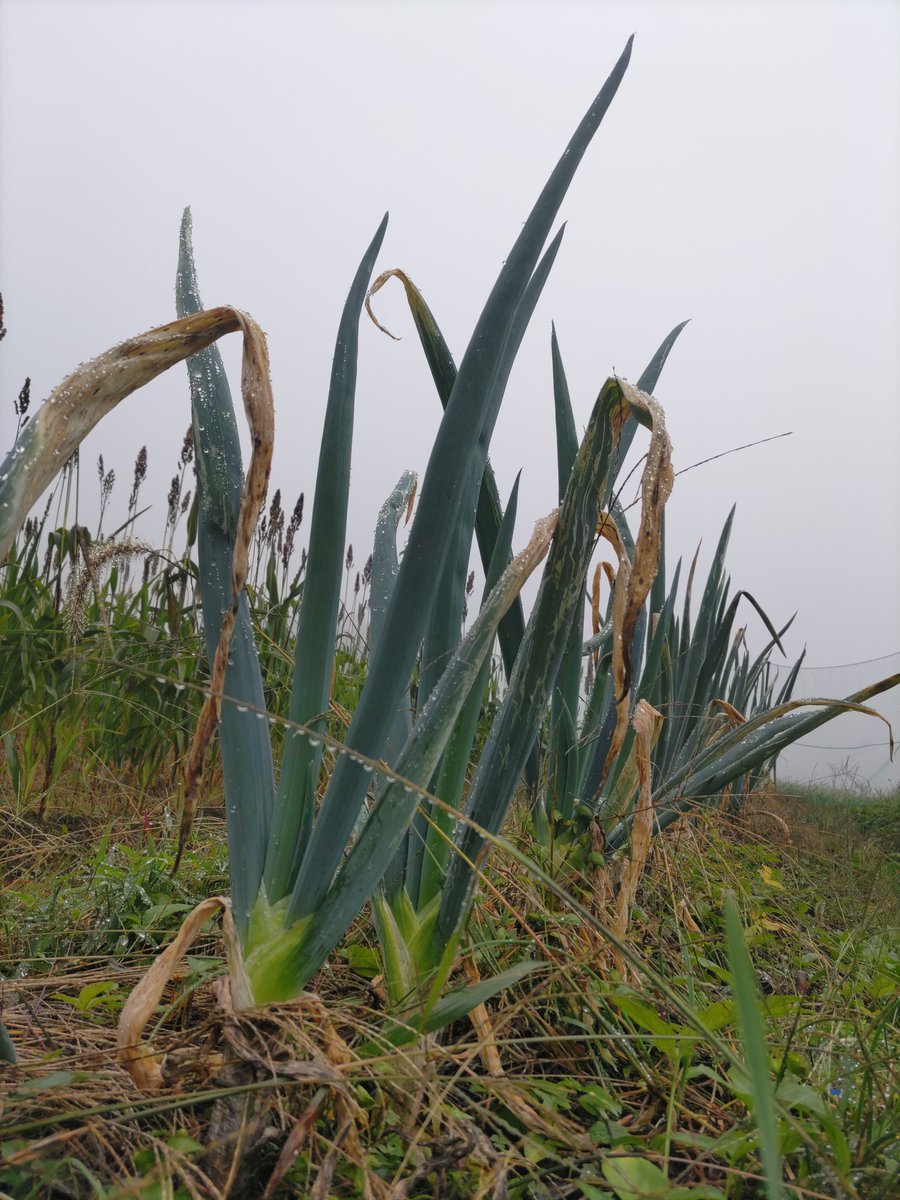 tist52019496's tweet image. もう、食べれるかな？硬くない？
もうちょっと寒くなってからからにしようか・・・