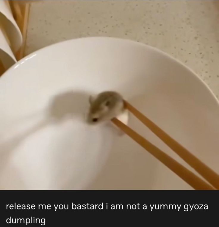 Tweets Of Hamster (@tweetsofhamster) on Twitter photo 