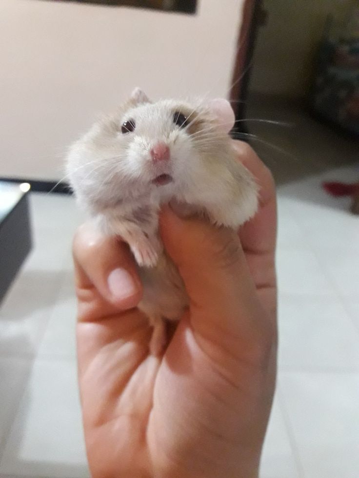 TweetsOfHamster's tweet image. 