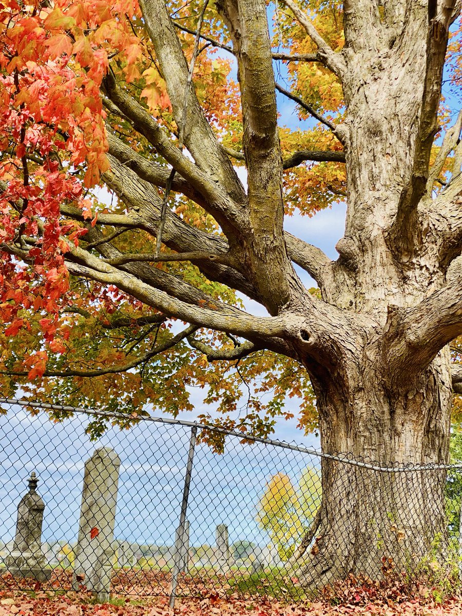 Thick trunk Tuesday and it’s cool 
#thicktrunktuesday