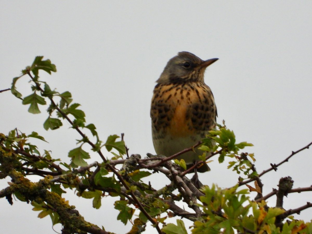 trees_talking's tweet photo. At this time of year we welcome back many birds that prefer to winter in the UK; this lovely Fieldfare just arrived after crossing the North Sea https://t.co/xOE6XujVLk