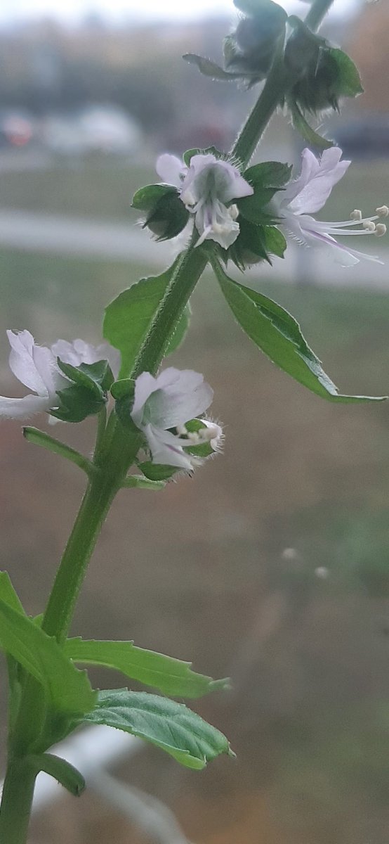 О! Только через отправку из галереи помогло... Короче вот вам. У меня зацвел базилик🤣🤣🤣🤣 зеленый прям прет и прет. А вот фиолетовый они буквально затоптали. Он стал зеленее и скуксился🤣🤣🤣🤣