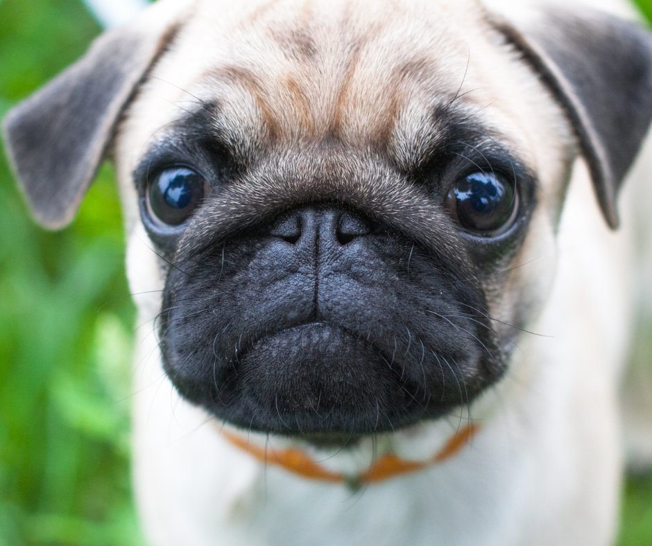 BesserwisserK's tweet photo. 15. Oktober 2025 - Mops-Tag
Möpse sind zweifellos eine der bekanntesten und beliebtesten Hunderassen weltweit. Ihr charmantes Aussehen und ihr freundliches Wesen haben sie zu beliebten Haustieren und Begleitern gemacht.
#Aktionstag #MopsTag #Tiere #USA
https://t.co/BSGNLCmBO6 https://t.co/7qyCxj0PJ9