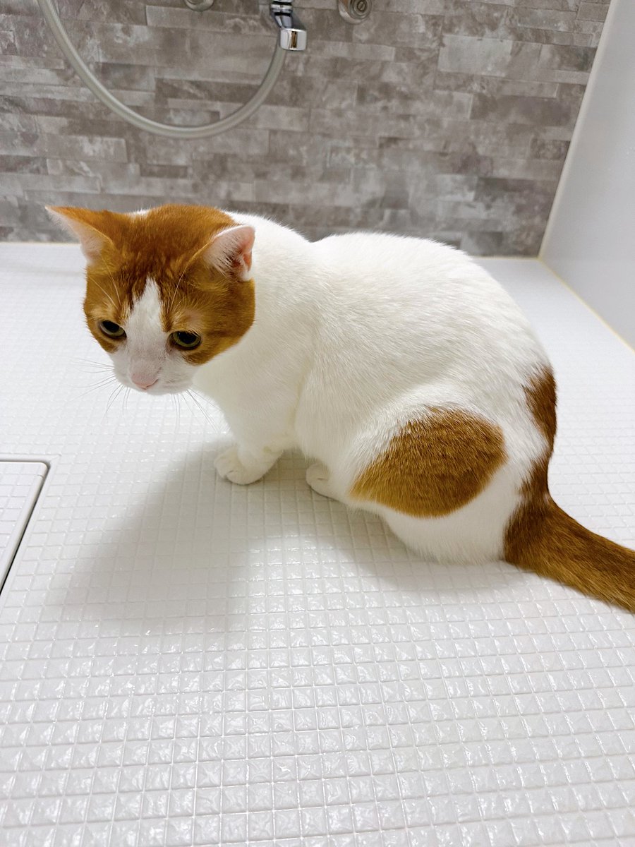 まもち 様 おまとめ♡ まもち 様 おまとめ♡ もちもち様 おもちさん zx(おもち