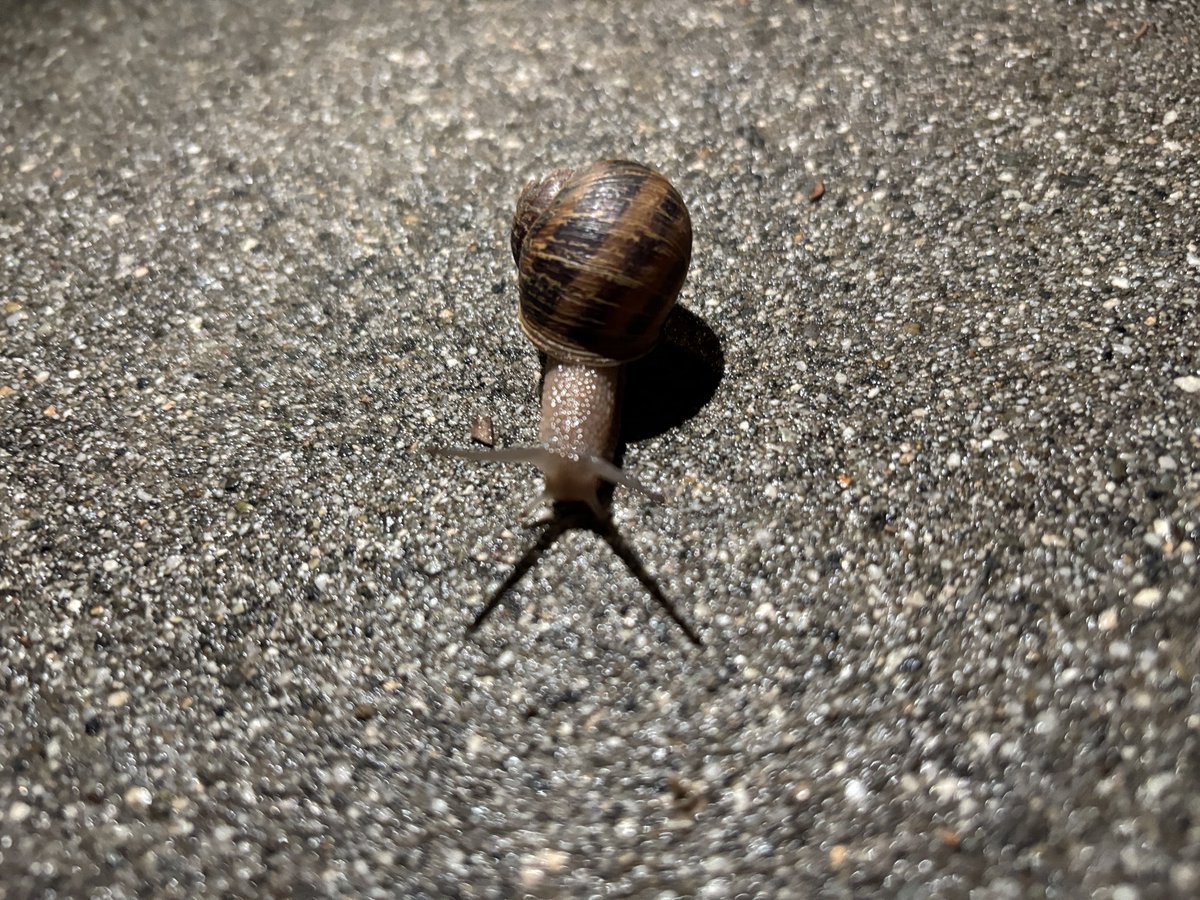 ilyhopp's tweet photo. Slow bug https://t.co/FZGpGIEoYQ