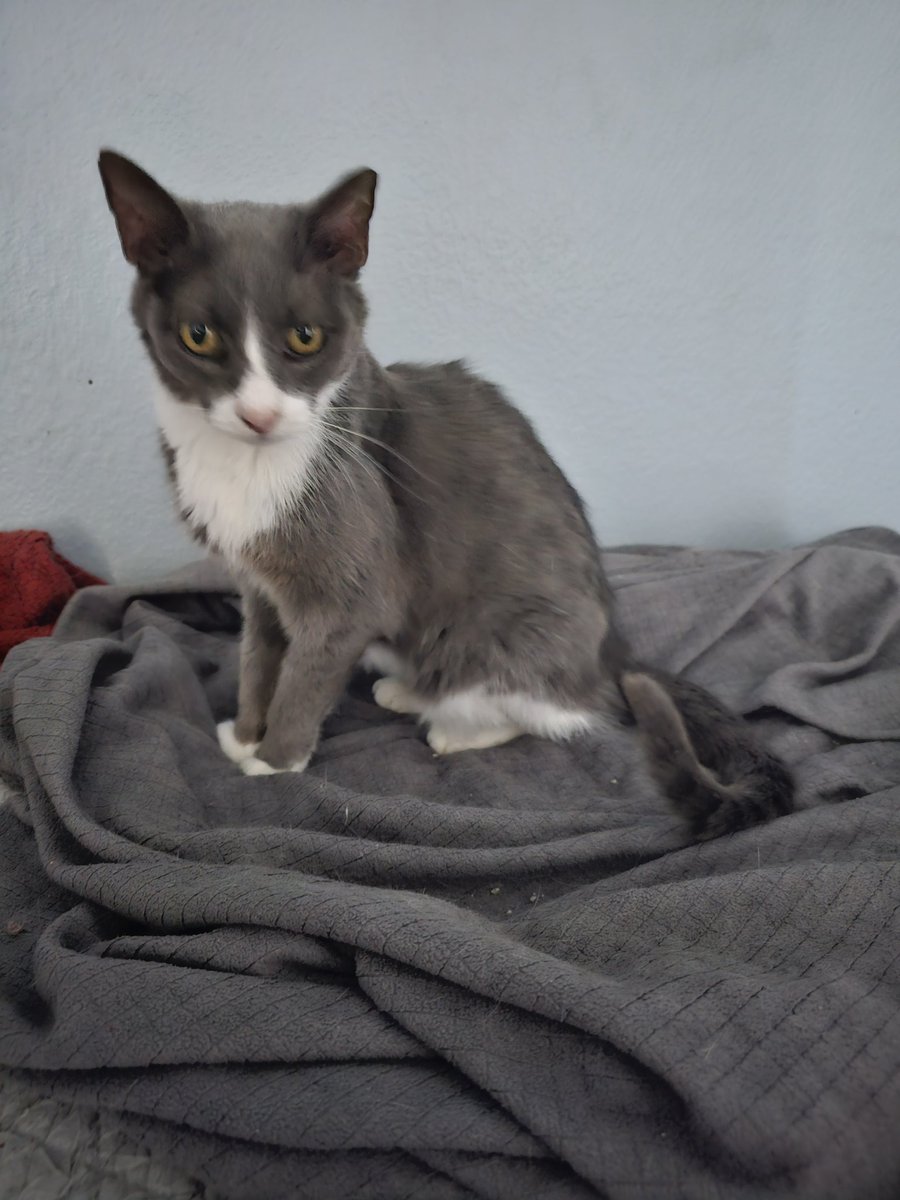 Ringo🌈, Neeko, Aether, Daxter, Sea Bass tweet media