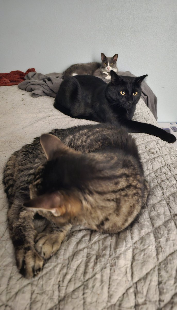 Ringo🌈, Neeko, Aether, Daxter, Sea Bass tweet media