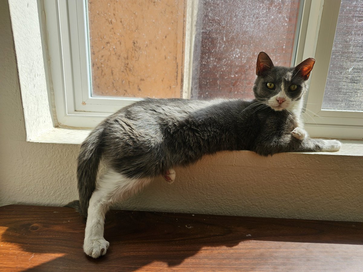 Ringo🌈, Neeko, Aether, Daxter, Sea Bass tweet media