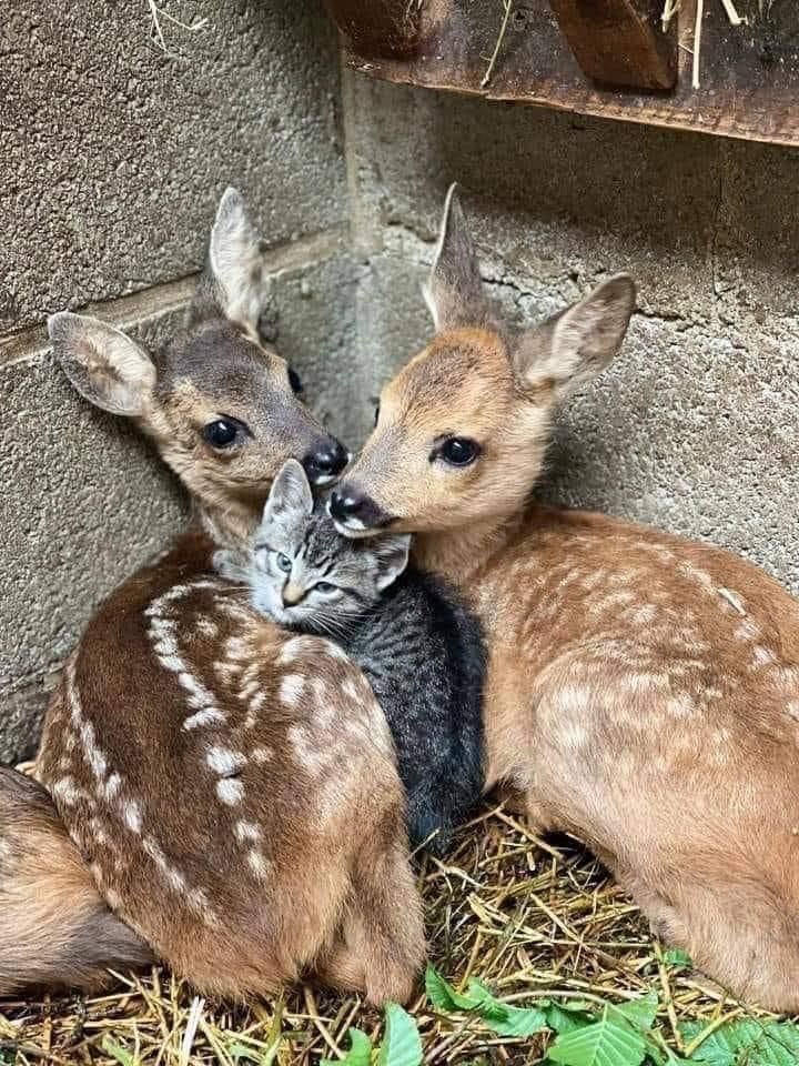 take comfort, surely you are among friends here