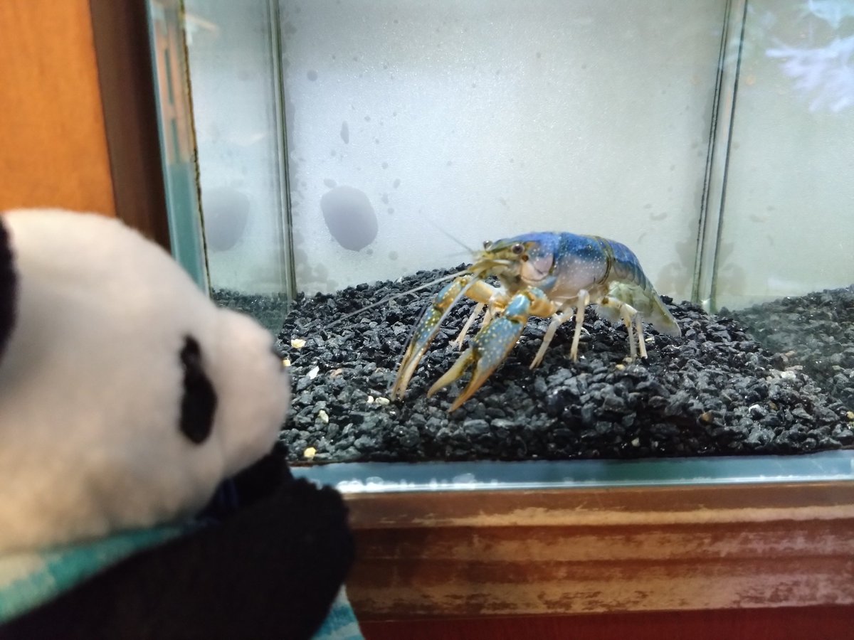 ザリガニページです。 ゆみぃ on X