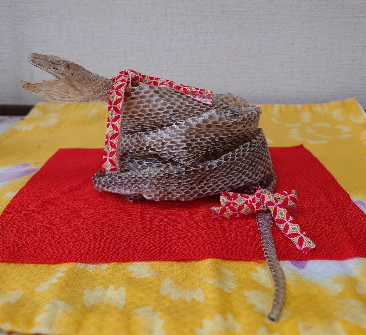 閲覧注意⚠️
散歩中に脱皮した🐍の皮を見つけ夫が持ち帰り🤣　洗剤で洗って乾かしたら全長2m!
頭から尾まで完璧な抜け殻!
今年は巳年だし運気が上がるらしいので丸めて飾ってみた💦
早くに亡くなった義父も巳年生まれ♥存命であれば96歳、と色々な思いが🥰
#ポメラニアン
#秘密結社老犬倶楽部
#蛇