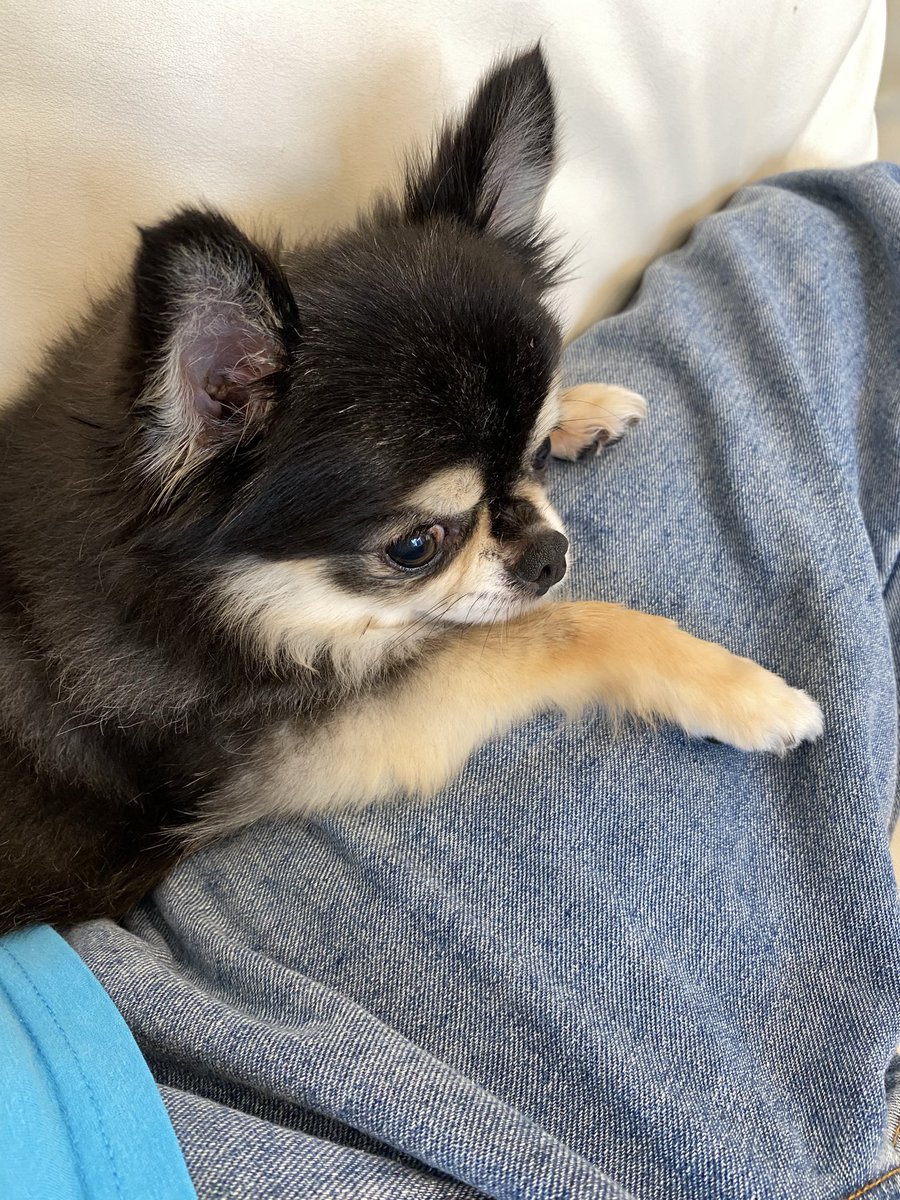 久々にいちゃついてる🐶