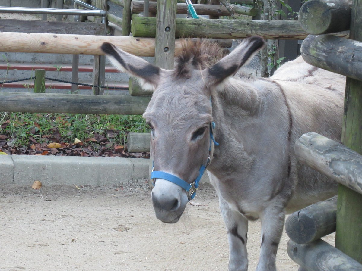 itozu_zoo's tweet image. 【ロバ】
お耳がピーンの瞬間📷
#到津の森公園 #ItozuZoo #ロバ #Donkey