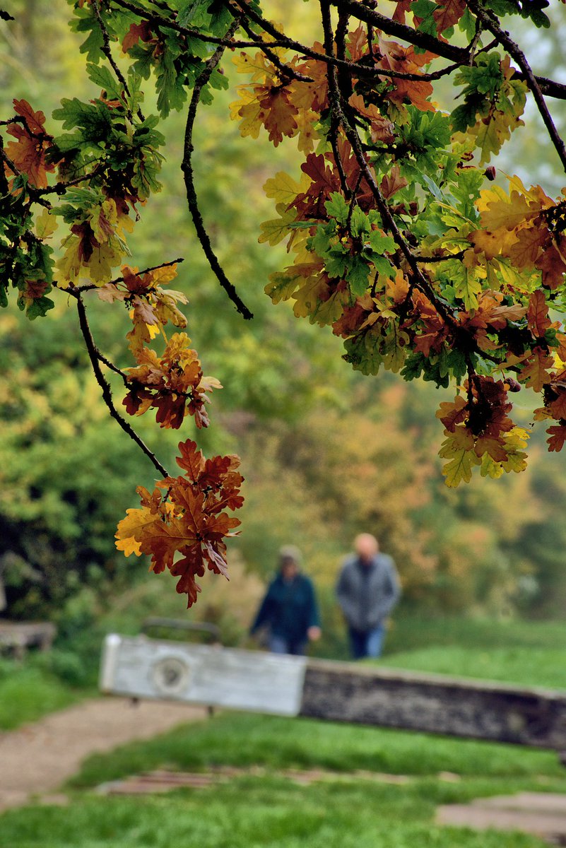 #Autumn colours on the #Lapworth flight with my mate Rich and his little dog Telford on board 1935 fuel boat Roach. Sunday mornings don't come much better than this.
#chasingtheboats 
#canalphotography 
<a href="/CanalRiverTrust/">Canal & River Trust</a> 
<a href="/CRTWestMidlands/">Canal & River Trust West Midlands</a> 
<a href="/NatHistShips/">National Historic Ships UK</a>
