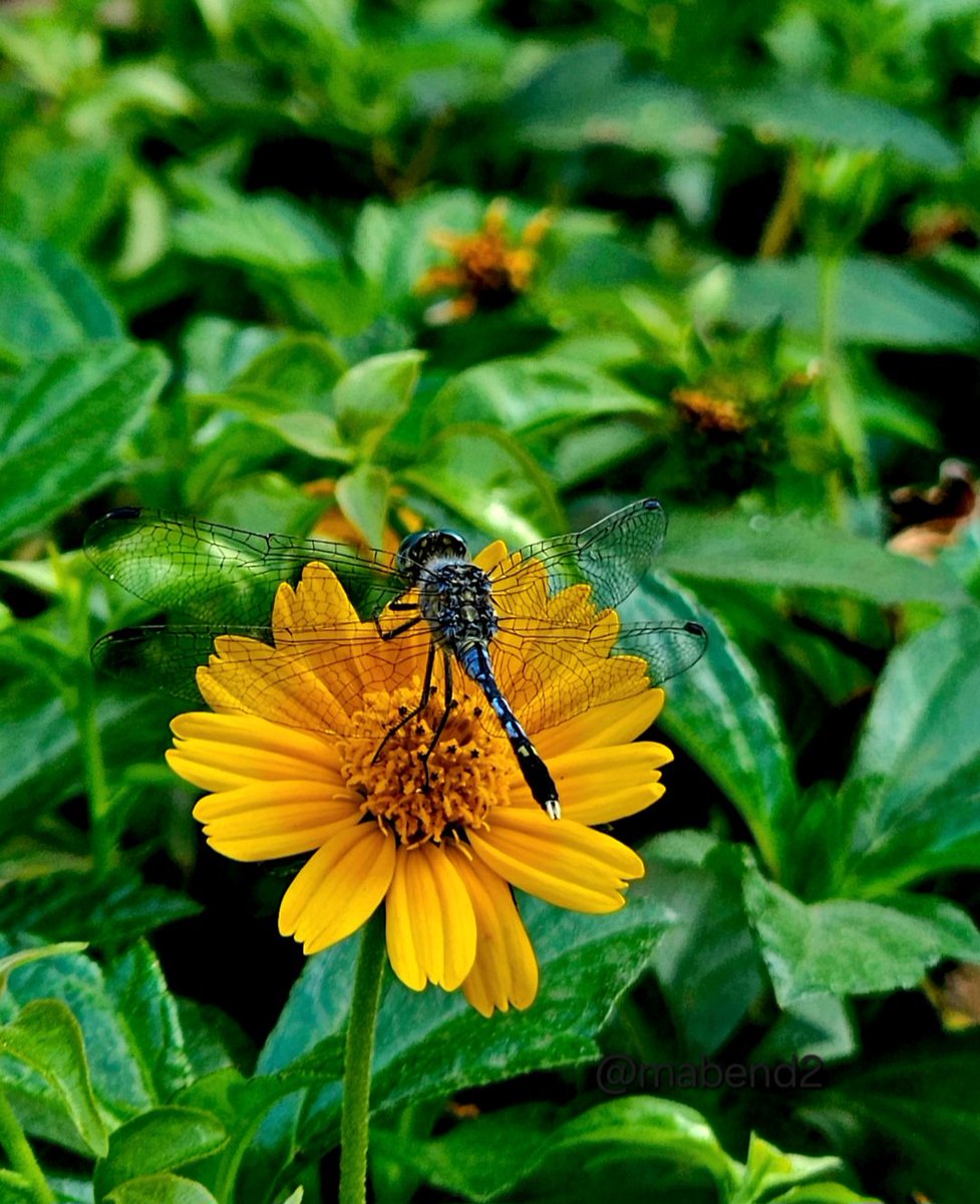 mabend2's tweet image. Morning catch....
Have a good day all 🌞🌻

#theme_pic_India_insects