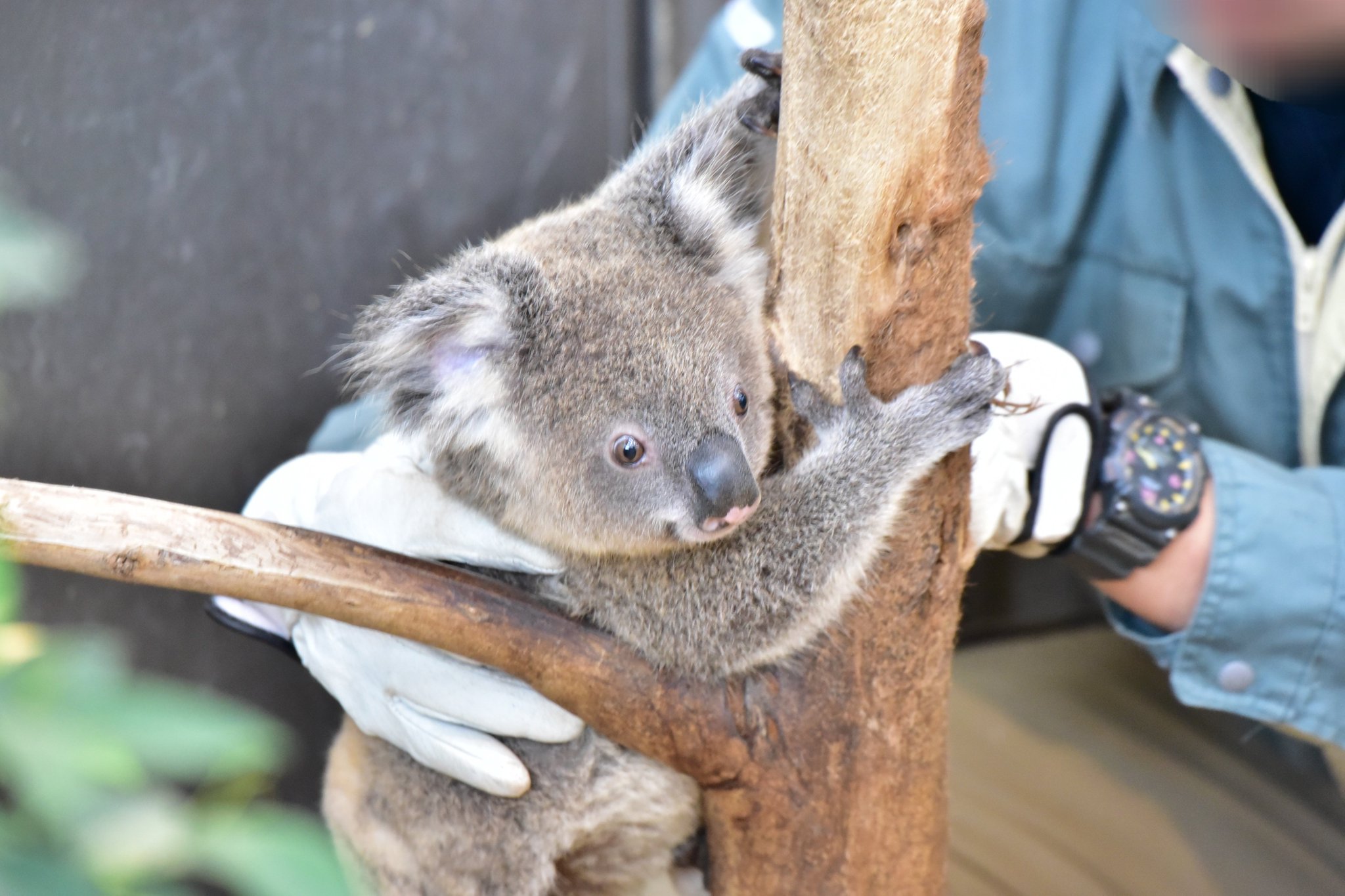 blue ice 23秋冬 KOALA(コアラ) ONE SIZE アーバンシック(AS) blue ice(ブルーアイス) KOALA(コアラ) ONE SIZE アーバンシック(AS) 100407 | ナチュラム キャンプ専門店