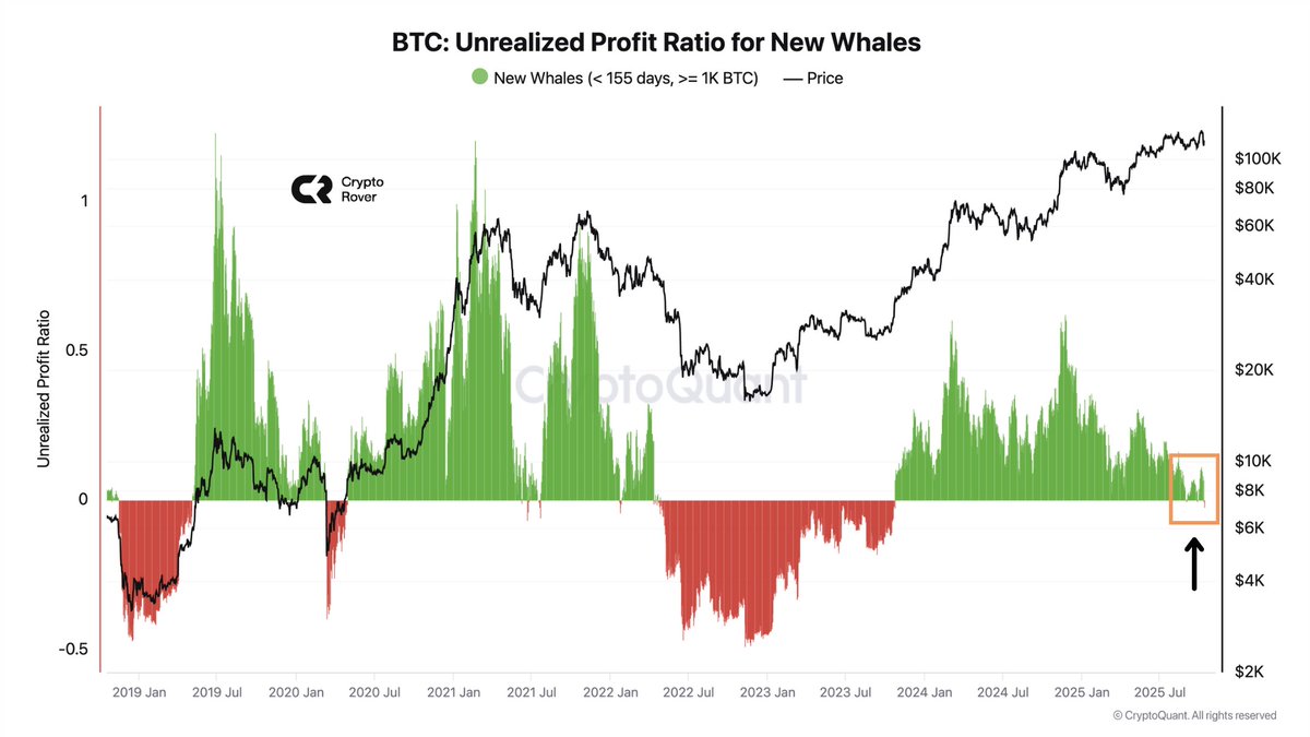 New whales are facing their biggest losses since the start of the bear  market! 👀