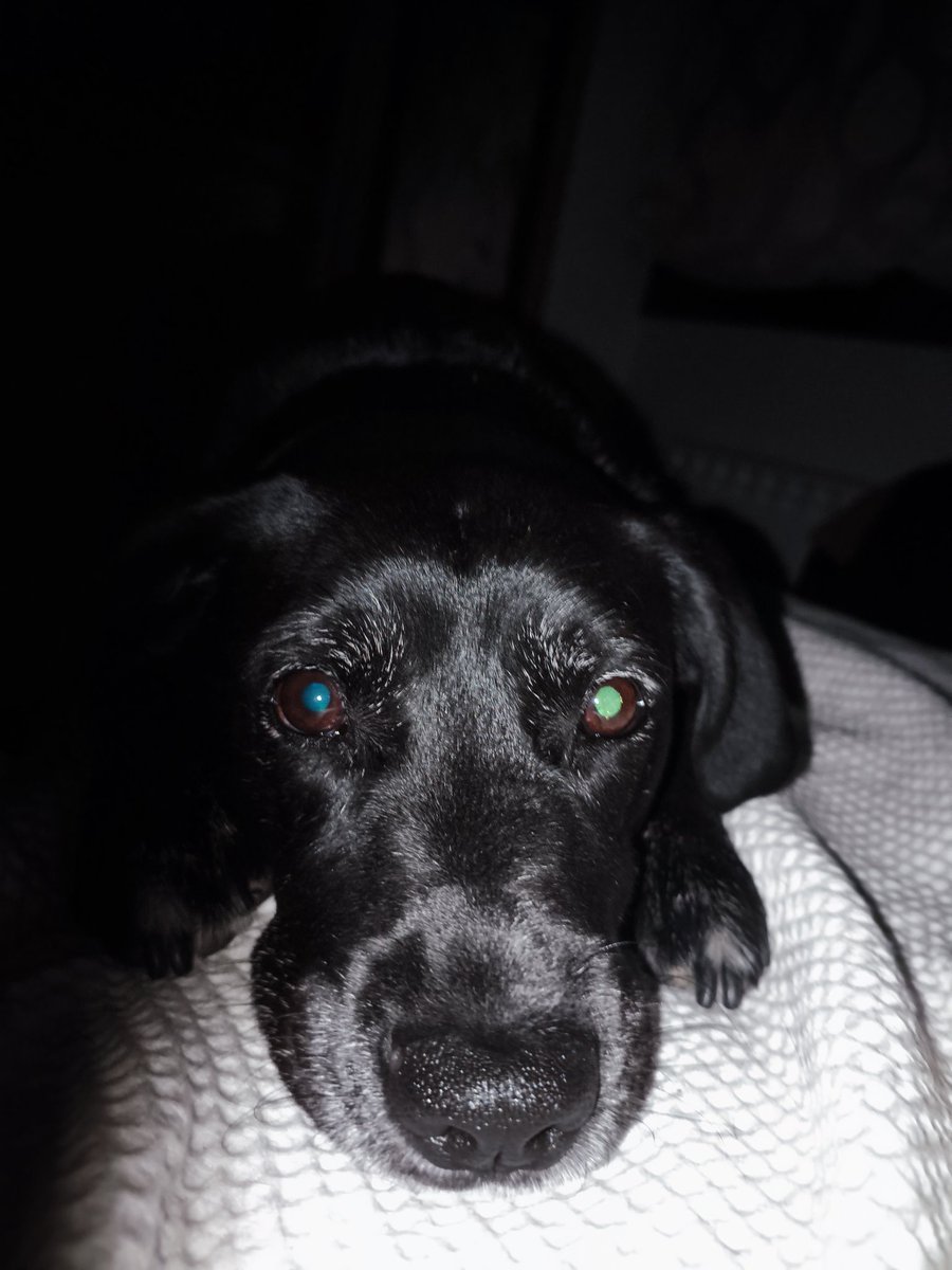 introvertido420's tweet image. 