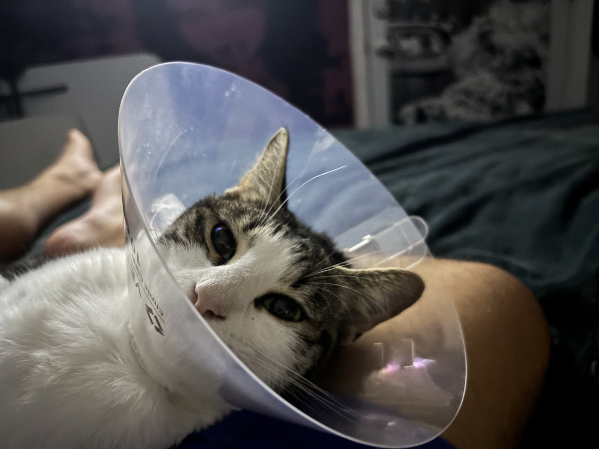 She thought the cone was for one day only!
She MAD!!