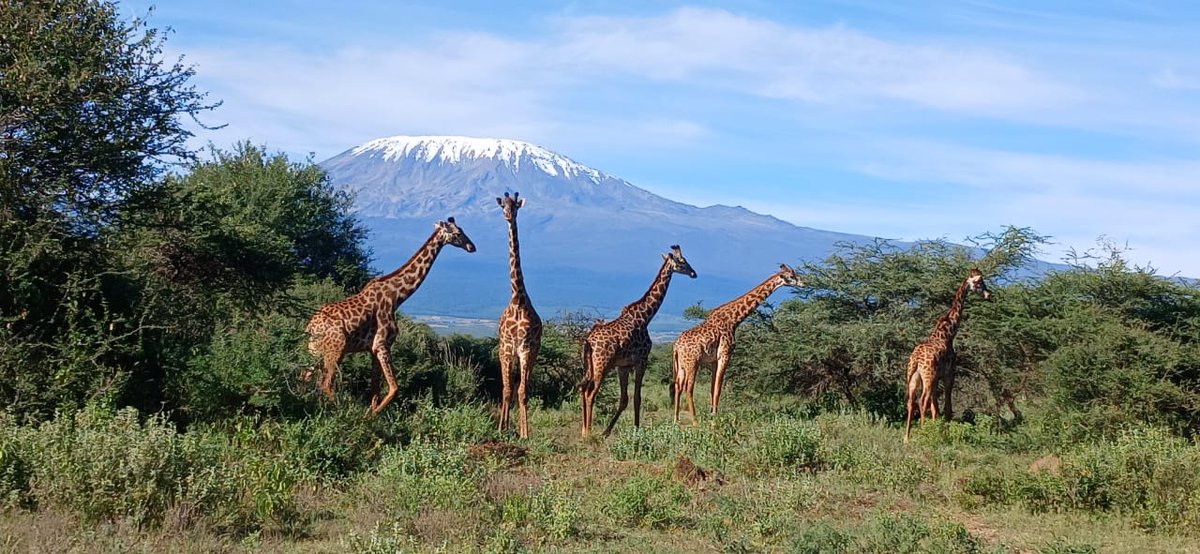 CotisSafaris's tweet photo. Amboseli National Park Giraffes with Kilimanjaro backdrop😍 https://t.co/vYgg6Q2iXl