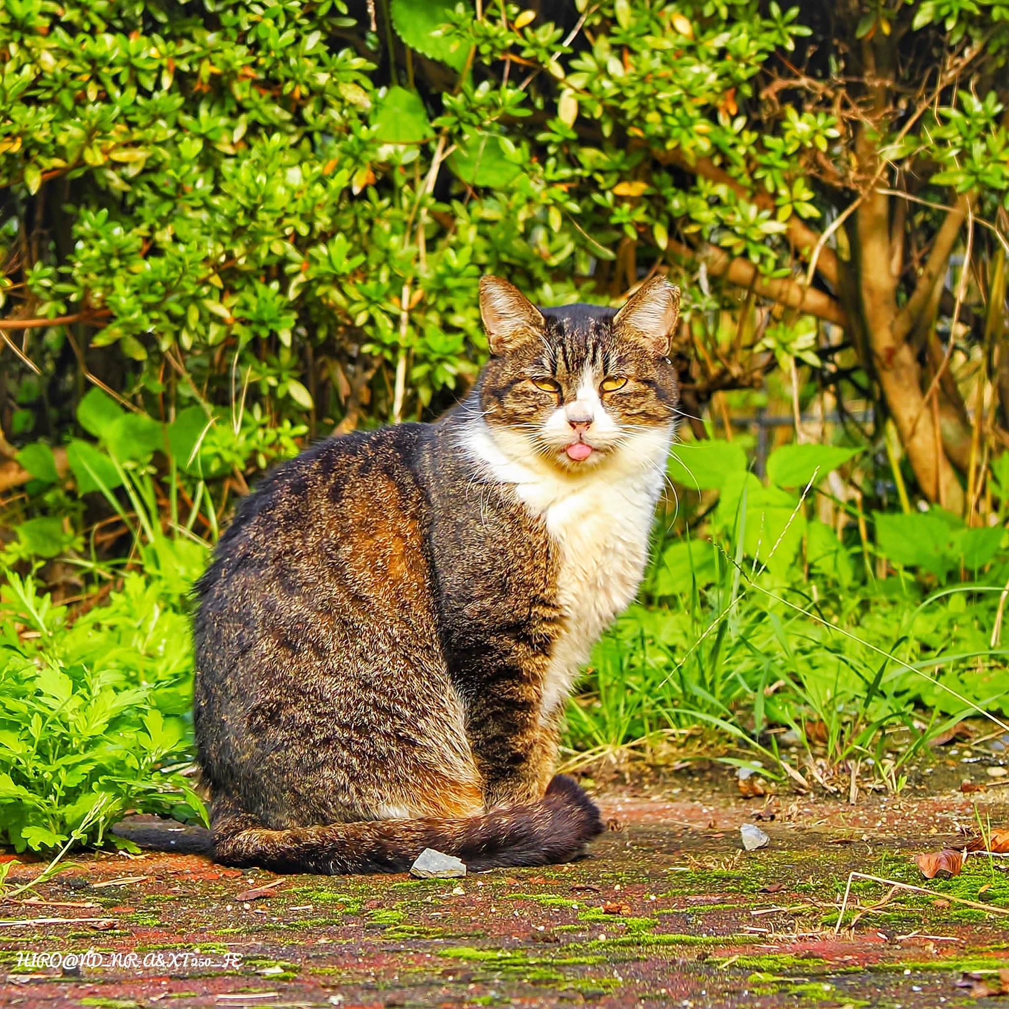 多々良ねこ Amazon | YUCHONG キャットタワー スリム 猫タワー 多頭飼い