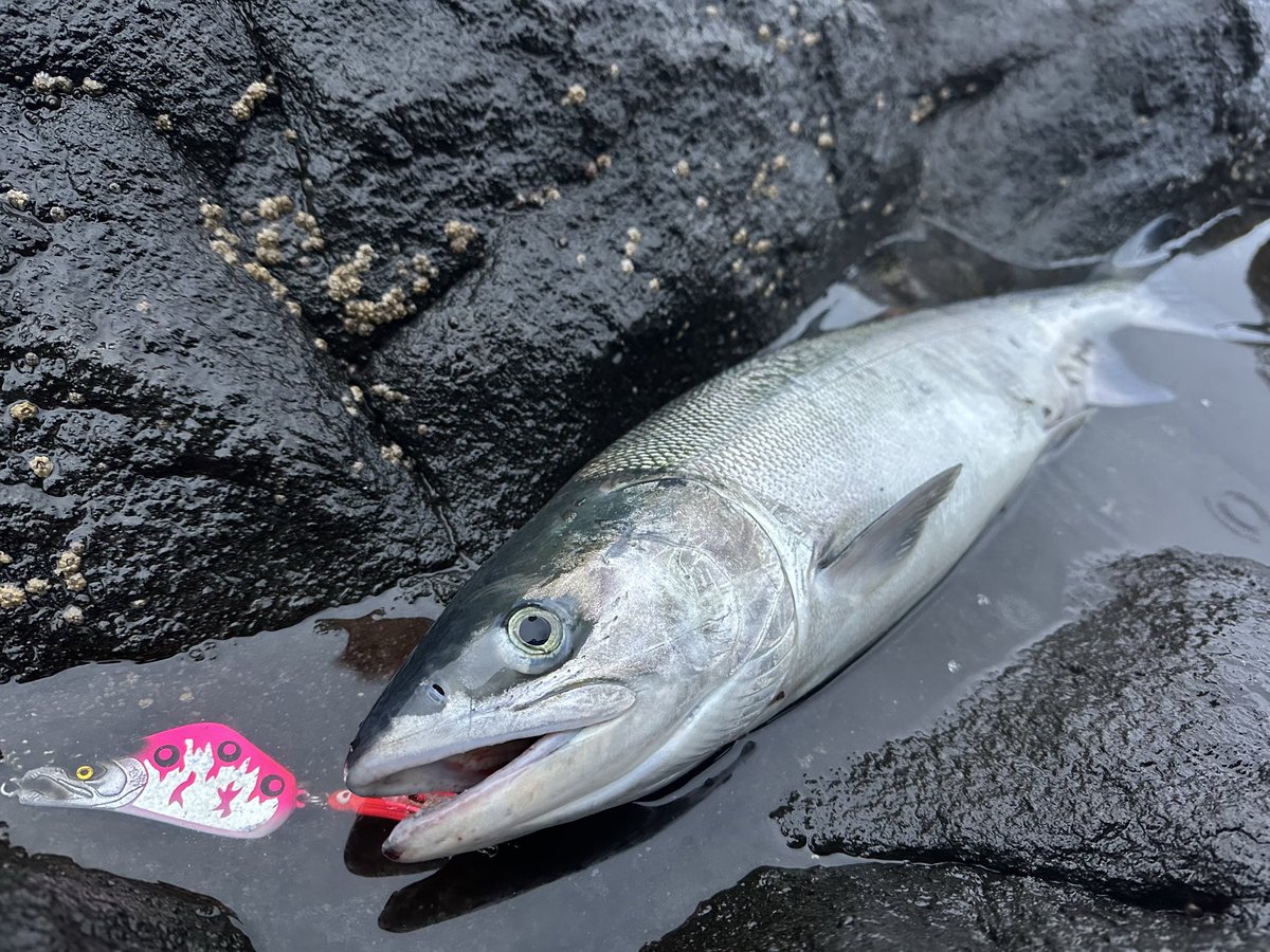 SI_fishing0803's tweet photo. nanaC×ぶたフック🔥
荒波にはやっぱりnnanaC💥
新品ぶたフック刺さり抜群すぎる⚠️
#ぶたフック
#nanaC https://t.co/paOLnaLzHC