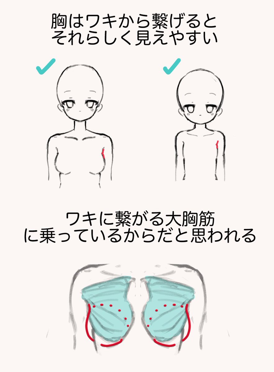 ✧胸の描き方✧

自分なりにまとめました₍ᐢ‥ᐢ₎
苦手なので今後はこれを意識して描いていきたいと思います
https://t.co/MawsBViL7T 