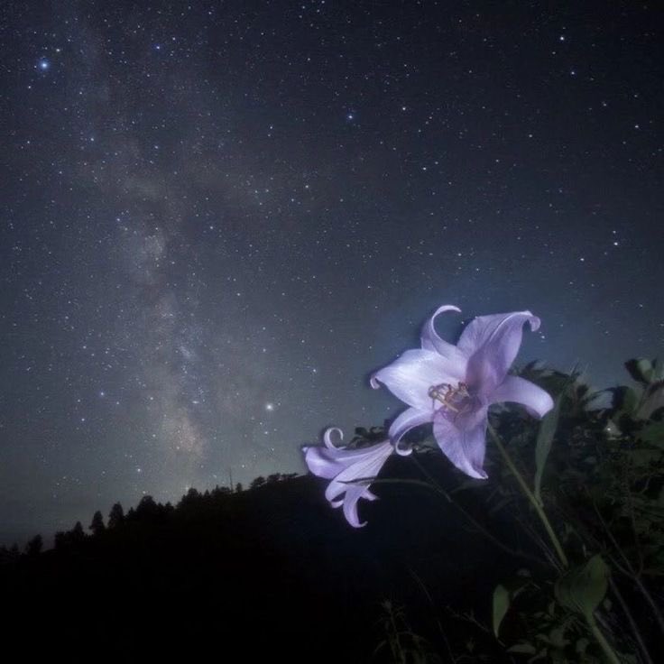 amor eres como una flor preciosa en un campo de cenizas, te amo <a href="/joonies_dimplee/">molly vio a skz ! 🇲🇽🌮</a> 

spotify.link/9LO68fpBtXb