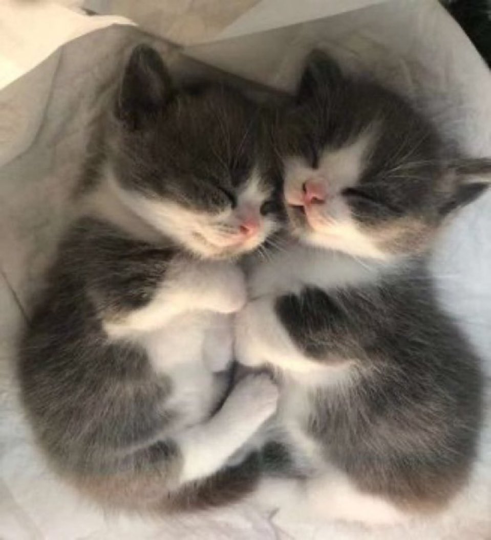 BarkkMeoww's tweet photo. https://t.co/7KFMwY2CT6