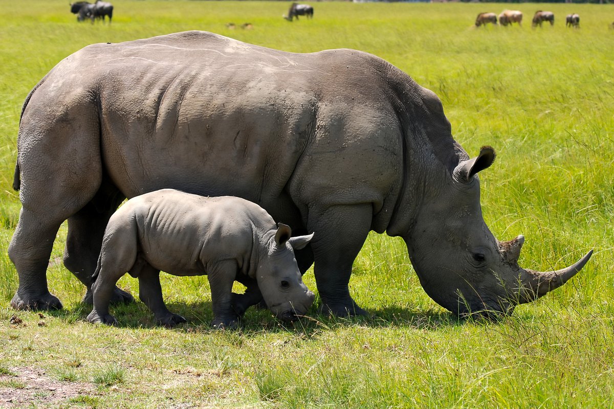 Saving Africa’s Rhinos: Lessons from the Frontlines of Conservation awf.org/news/saving-af… <a href="/AWF_Official/">AWF</a> #Rhinos #Africa #Conservation