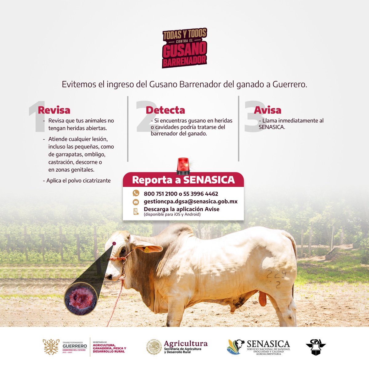 SAGADEGRO (@sagadegro1) on Twitter photo Revisa, detecta y avisa: tres acciones clave para proteger al ganado de Guerrero contra el gusano barrenador.
Si detectas un caso, repórtalo a SENASICA al:
📞800 751 2100 o 55 3996 4462
✉️gestioncpa.dgsa@senasica.gob.mx
📲 Descarga la aplicación “Avise” (Disponible para iOS y Revisa, detecta y avisa: tres acciones clave para proteger al ganado de Guerrero contra el gusano barrenador.
Si detectas un caso, repórtalo a SENASICA al:
📞800 751 2100 o 55 3996 4462
✉️gestioncpa.dgsa@senasica.gob.mx
📲 Descarga la aplicación “Avise” (Disponible para iOS y