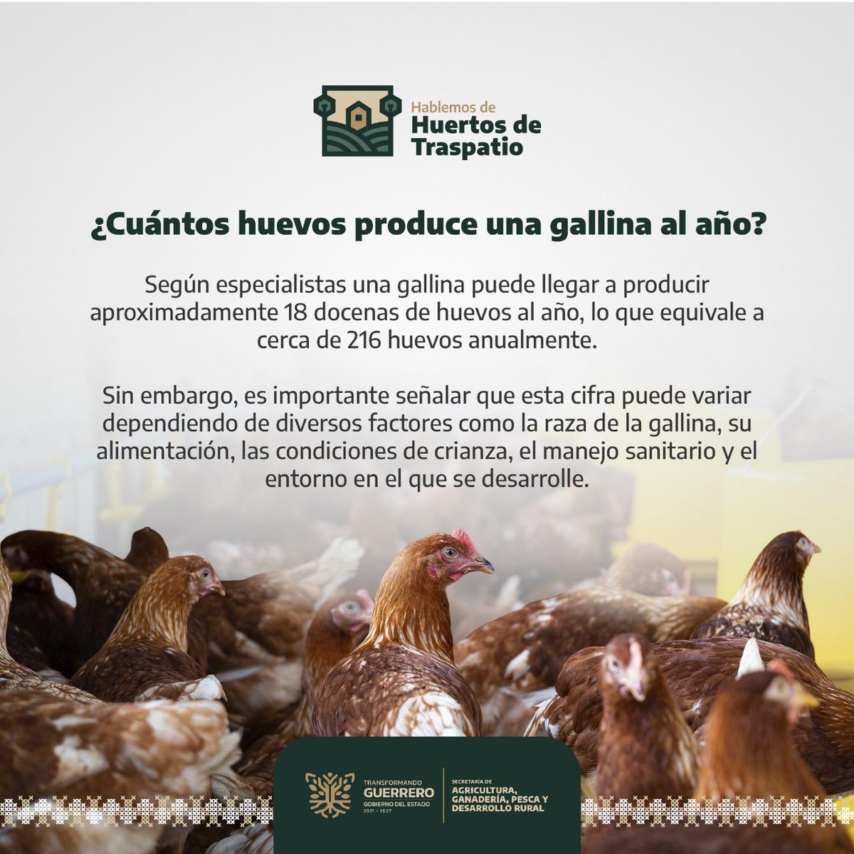 ¿Cuántos huevos pone una gallina? 📷📷
 
Una gallina bien cuidada puede poner hasta 216 huevos al año. Pero eso depende de varios factores como su raza, alimentación, salud y el entorno donde vive.