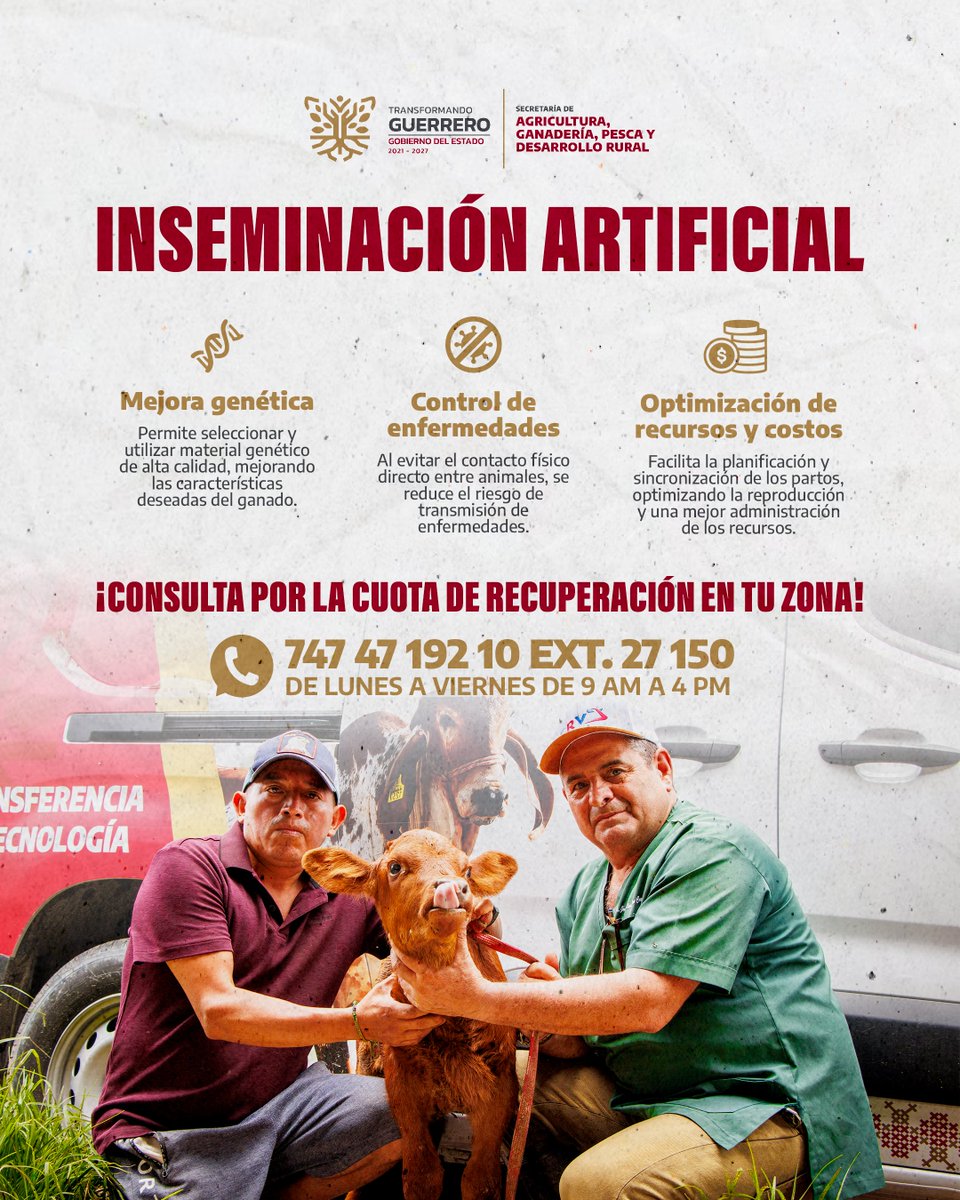 📷📷📷Amiga y amigo ganadero, la SAGADEGRO pone a tu disposición el servicio de inseminación artificial para mejorar la calidad genética de tu hato y fortalecer tu producción.

¡Juntos impulsamos la ganadería de Guerrero!